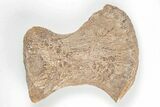 Mosasaur (Platecarpus) Ulna Bone - Kansas #197659-1